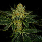 π LSD Seeds (100% off)